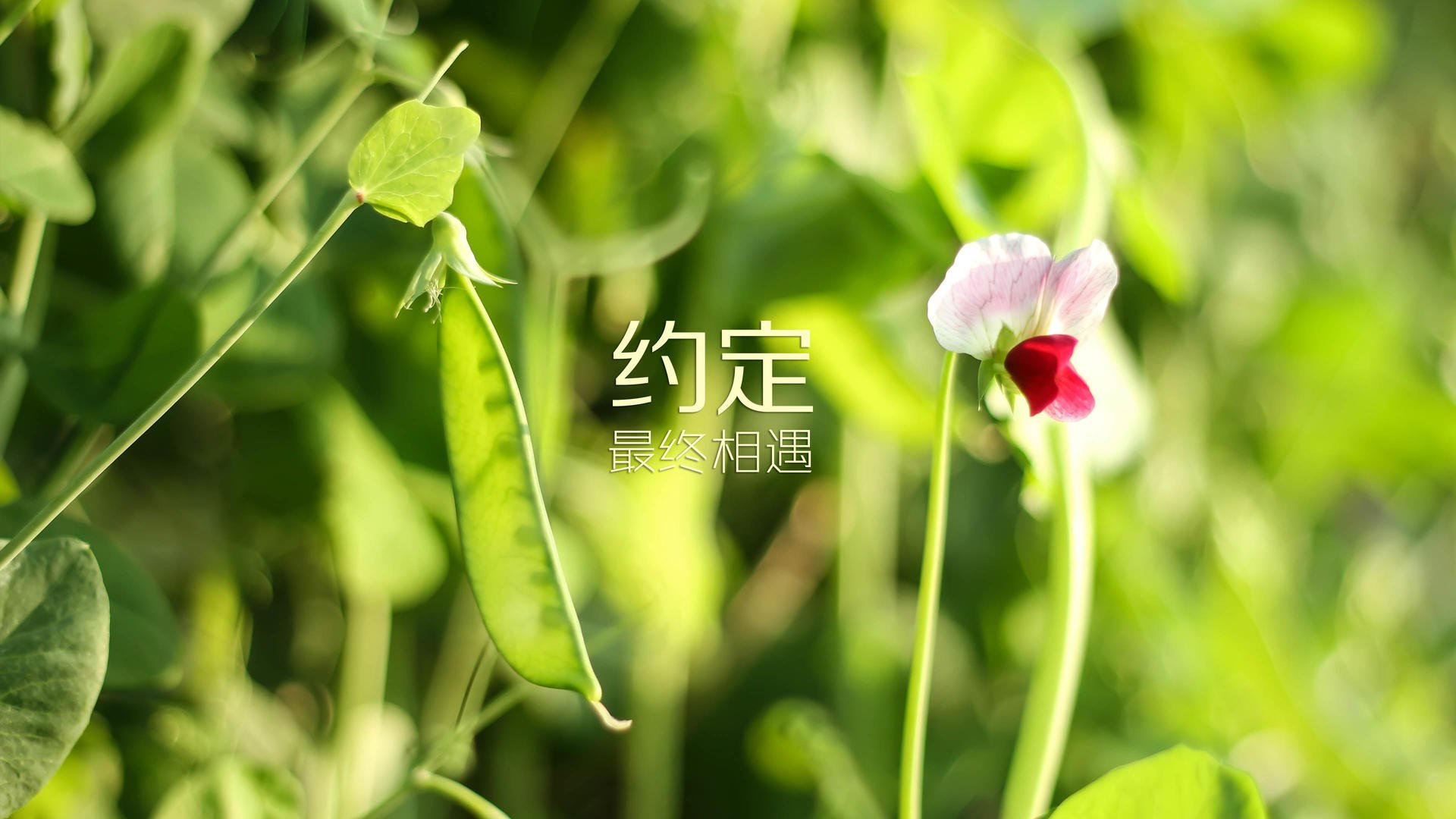 电竞战队海外市场拓展案例分析，电竞战队营销